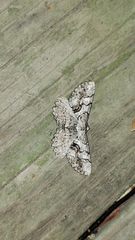 Cymatophora approximaria