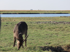 Kobus ellipsiprymnus