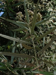 Ozothamnus argophyllus