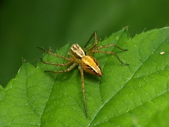 Oxyopes gracilipes