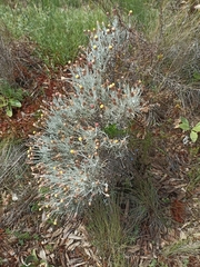 Syncarpha gnaphaloides