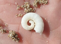 Spirula spirula