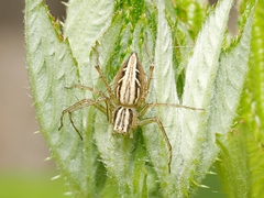 Oxyopes gracilipes