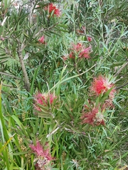 Melaleuca citrina