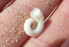 Spirula spirula