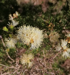 Melaleuca systena