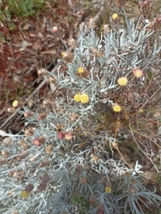 Syncarpha gnaphaloides