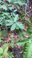 Photinia serratifolia