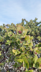 Arctostaphylos pallida