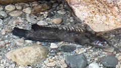 Acanthoclinus fuscus