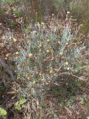 Syncarpha gnaphaloides