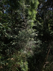 Ozothamnus argophyllus