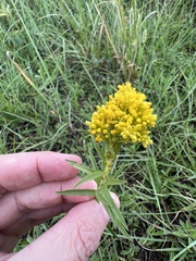 Euthamia leptocephala
