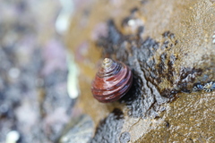 Austrocochlea constricta