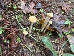 Protostropharia semiglobata