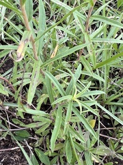 Euthamia leptocephala