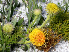 Leucospermum prostratum