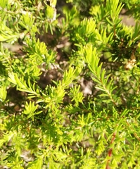 Melaleuca systena