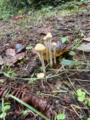 Protostropharia semiglobata