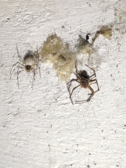 Herennia multipuncta