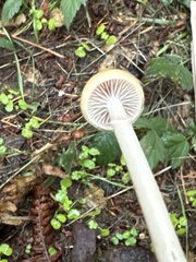 Protostropharia semiglobata