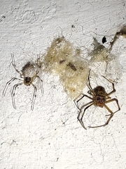 Herennia multipuncta