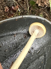 Protostropharia semiglobata