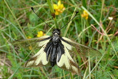 Libelloides coccajus