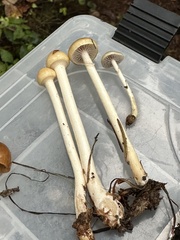 Protostropharia semiglobata