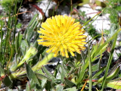 Leucospermum prostratum