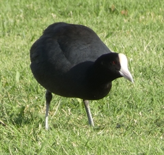 Fulica alai