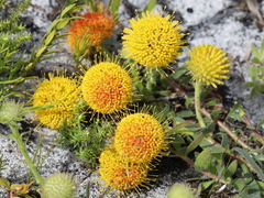 Leucospermum prostratum