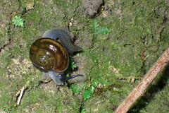 Helicarionoidea