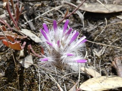 Ptilotus manglesii