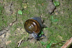 Helicarionoidea