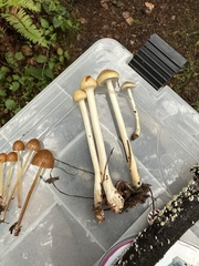 Protostropharia semiglobata