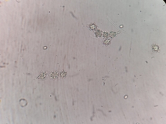 Asterophora parasitica