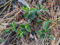 Billardiera scandens