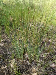 Juncus subsecundus