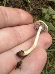 Protostropharia semiglobata