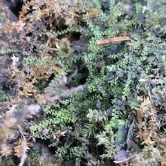 Mesoptychia collaris