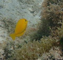 Acanthurus olivaceus
