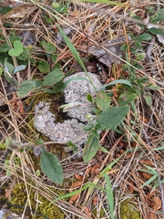 Billardiera scandens