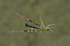 Arcyptera fusca