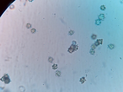 Asterophora parasitica