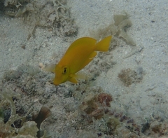 Acanthurus olivaceus