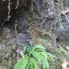 Mesoptychia collaris