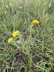 Euthamia leptocephala