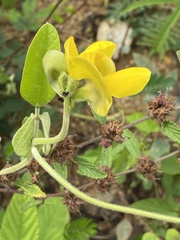 Trigona fulviventris