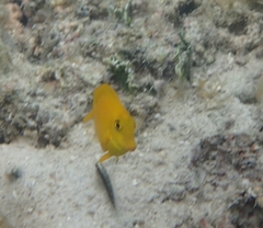 Acanthurus olivaceus